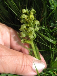 Coeloglossum viride (L.) Hartm., Dactylorhiza viridis (L.) R.M.