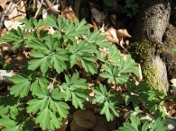 Corydalis cava Schweigger et Koerte, Corydalis bulbosa L., Corydalis tuberosa DC., Violeta bulbosa 9