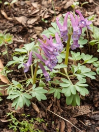 Corydalis solida 2