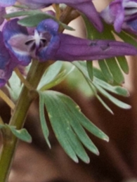 Corydalis solida 3