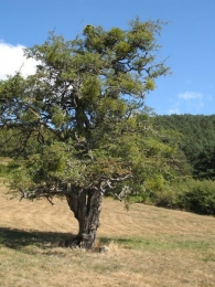 Monumento Natural n� 21. Crataegus monogyna Jacq., Espino albar, Majuelo 4
