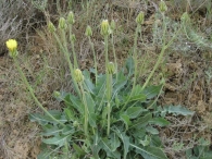 Crepis albida 2