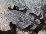 Crepis pygmaea 2