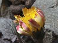 Crepis pygmaea 3