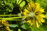 Crepis sancta Bornm. 1941.