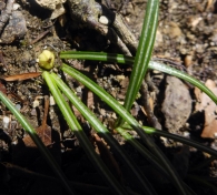 Crocus nevadensis (Amo y Campo ex Amo 1861), Azafrán blanco. FRUTO. 2
