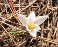 Crocus nevadensis (Amo y Campo ex Amo 1861), Azafr�n blanco.