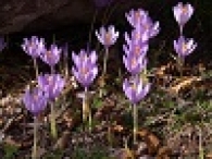 Crocus nudiflorus