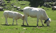 Bos taurus L., Vacas raza Pirenica