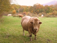 Bos taurus L., (raza Limousin), Vacas y toros