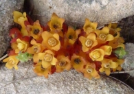Cytinus hypocistis (L.) L. subsp. macranthus Wettst., Hipoc�stide amarillo. 2