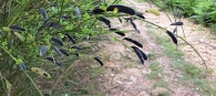 Cytisus cantabricus 3