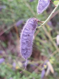 Cytisus cantabricus 4
