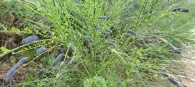 Cytisus cantabricus 2