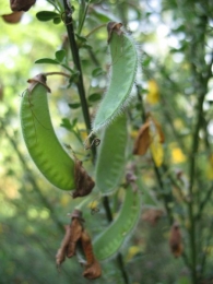 Cytisus scoparius (L.) Link., Retama de escobas. 3