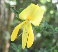 Cytisus scoparius (L.) Link., Retama de escobas. 5