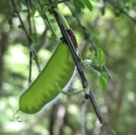Cytisus scoparius (L.) Link ssp. scoparius, Retama de escobas 2