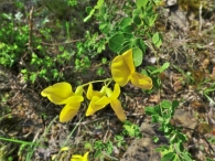 Cytisophyllum sessilifolium 2