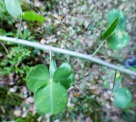 Cytisus sessilifolius L., Cytisophyllum sessilifolium (L.) O.Lang., Rubiana redonda, aliagueta fina.