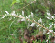 Daboecia cantabrica (Huds)K.Koch., Brezo de hojas, Brezo vizca�no