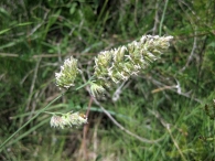 Dactylis glomerata L. subsp. glomerata