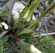 Dactylorhiza maculata ssp ericetorum (L.) So�, Orqu�dea moteada de los pantanos 7