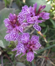 Dactylorhiza maculata ssp ericetorum (L.) Soó, Orquídea moteada de los pantanos