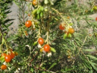 Daphne gnidium L., Torvisco, Matapollo 5
