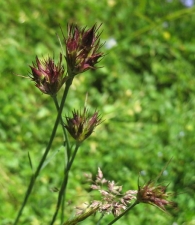 Dianthus carthusianorum L., Clavell de gitano 3