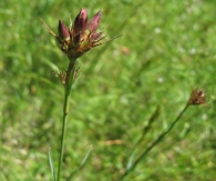 Dianthus carthusianorum L., Clavell de gitano 4