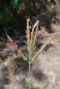 Bothriochloa ischaemum Trabiguera