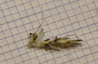 Bothriochloa ischaemum Trabiguera 3