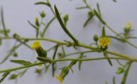 Dittrichia graveolens (L.) Greuter. Olivardilla. 5