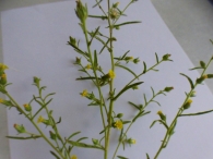 Dittrichia graveolens (L.) Greuter. Olivardilla. 3