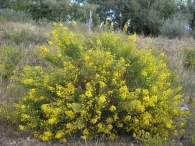 Dittrichia viscosa (L.) Greuter, Mosquera, Altabaca, Olivarda 3