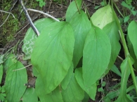 Doronicum plantagineum L., Dorónico