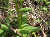 Doronicum plantagineum L. 3