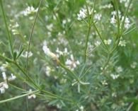 Dorycnium pentaphyllum Scop. 2