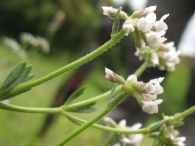 Dorycnium pentaphyllum Scop., Doricnio, Piorno blanco. 5