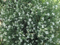 Dorycnium pentaphyllum Scop., Doricnio, Piorno blanco 4