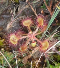 Drosera rotundifolia L., Atrapamoscas. Rocío de sol de hojas redondeadas.