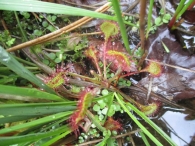 Drosera rotundifolia 5