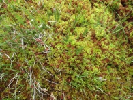 Drosera rotundifolia 8