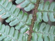 Dryopteris affinis subsp. borreri 2