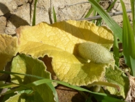 Ecballium elaterium (L.) A. Richard., Coombrillo, Pepino del diablo.