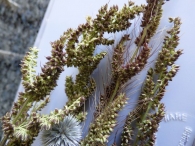 Echinochloa crus-galli (L.) P.Beauv. 2