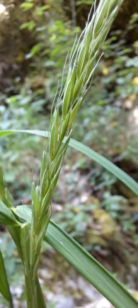Elymus caninus 2
