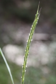 Elymus caninus