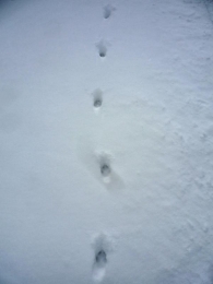 Huellas de zorro al trote en la nieve