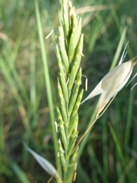 Elymus repens